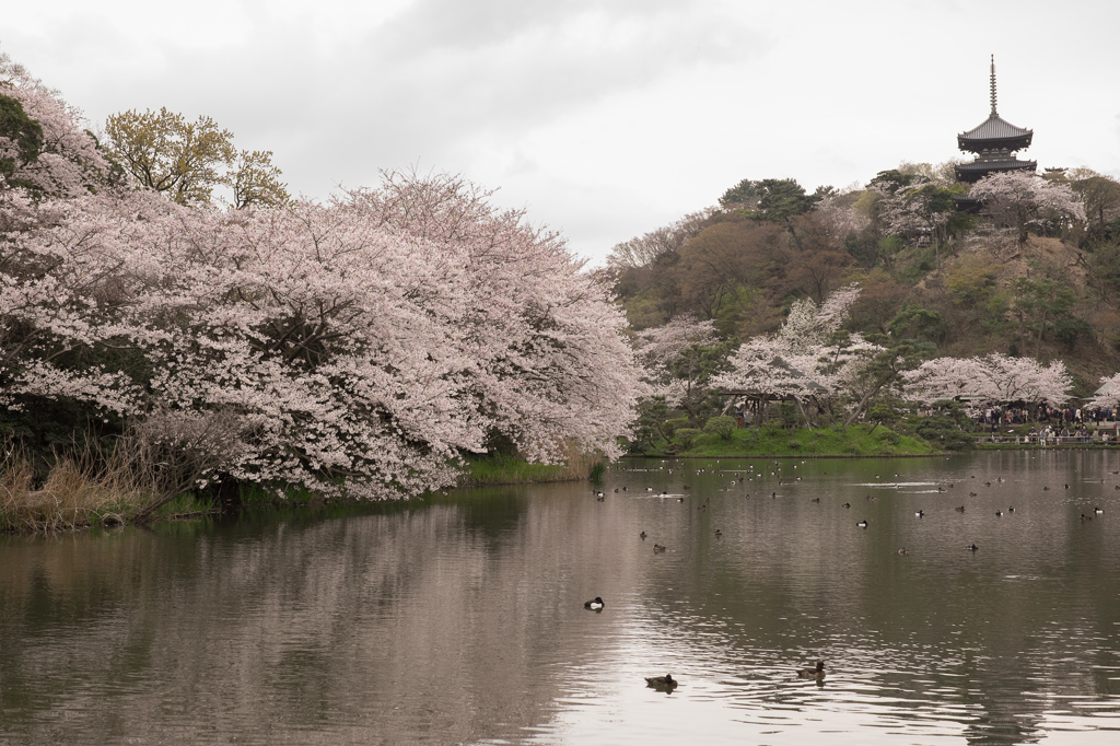三溪園（曇り２）