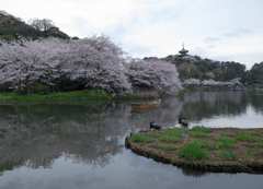 三溪園（曇り１）