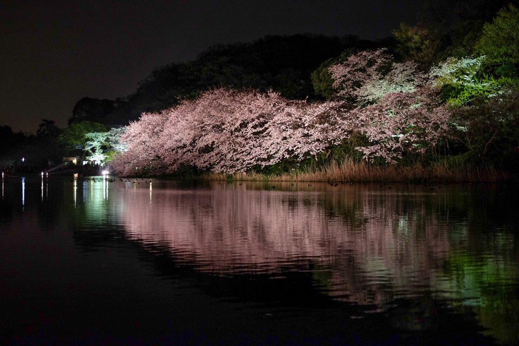 三溪園（ライトアップ４）