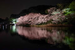 三溪園（ライトアップ４）