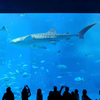 美ら海水族館