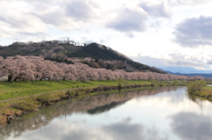 一目千本桜