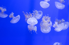 美ら海水族館
