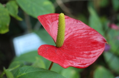 稲毛海浜公園にて　花？