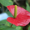 稲毛海浜公園にて　花？