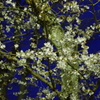 桜の夜