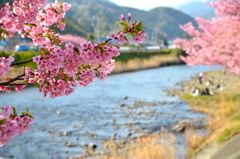 河津桜