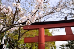 鎌倉の桜