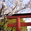 鎌倉の桜