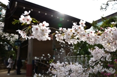 江の島の桜