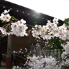 江の島の桜