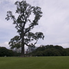 Family Tree