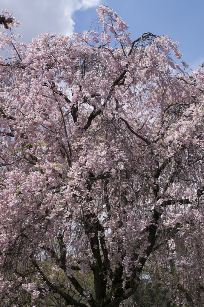 Cherry Blossoms