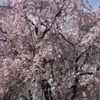 Cherry Blossoms