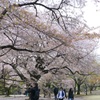 Tokyo #29