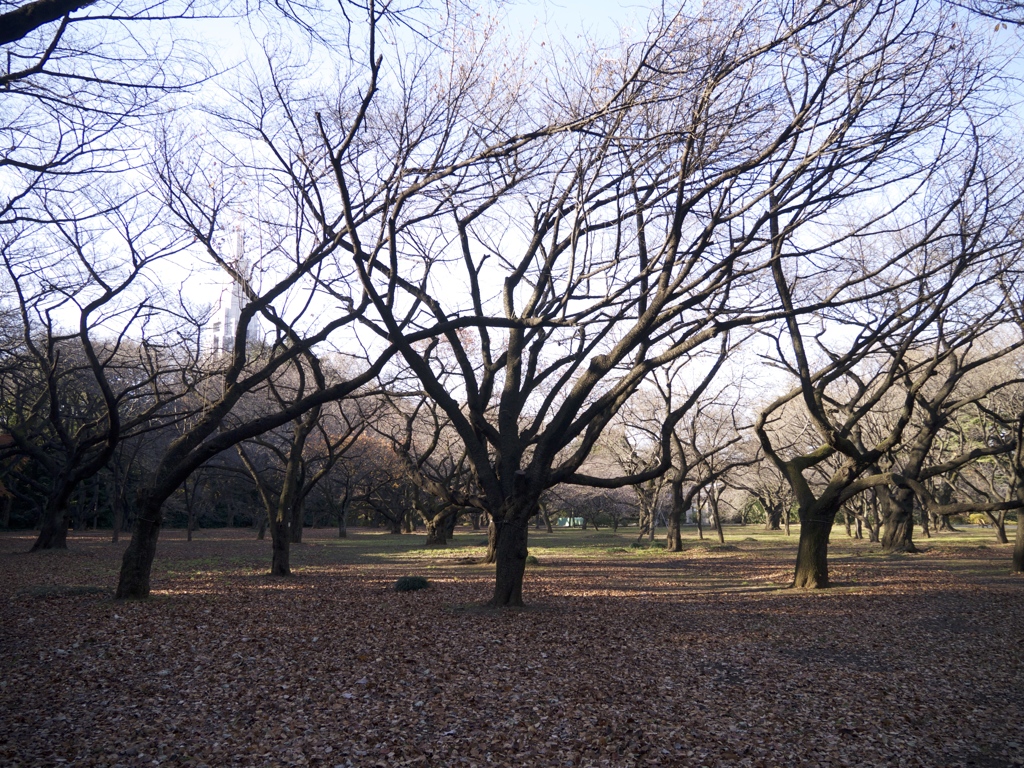 Parklife #6
