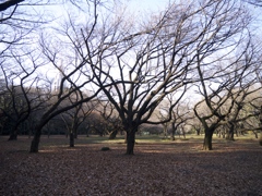 Parklife #6