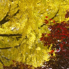 red leaves #9