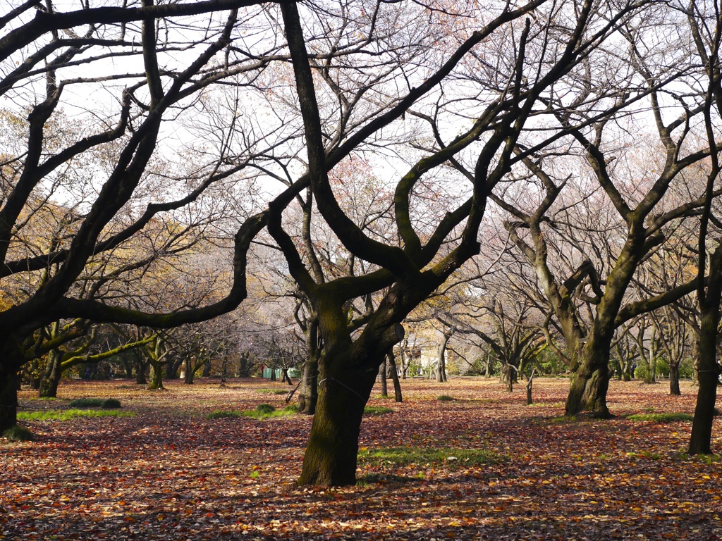 Parklife #28