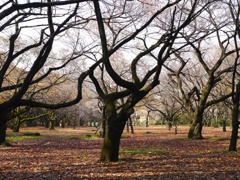 Parklife #28