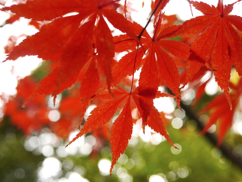 red leaves #8