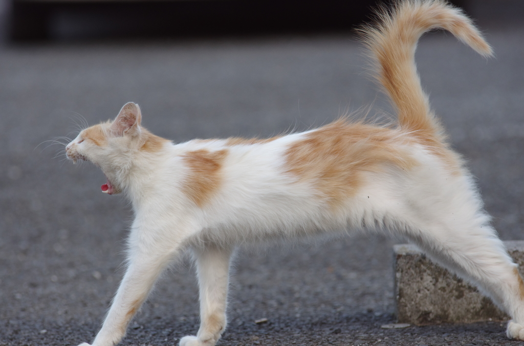 あくびねこ