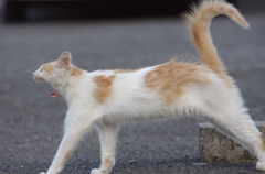 あくびねこ