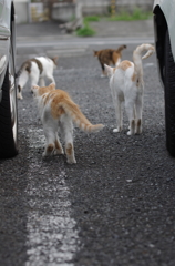猫たちの集会これにて解散！