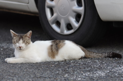 駐車場でお昼寝猫