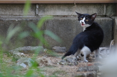 ついてこないでよ！