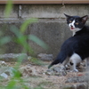 ついてこないでよ！