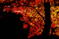 照らされる紅葉