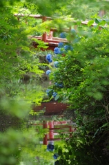 紫陽花と水鏡