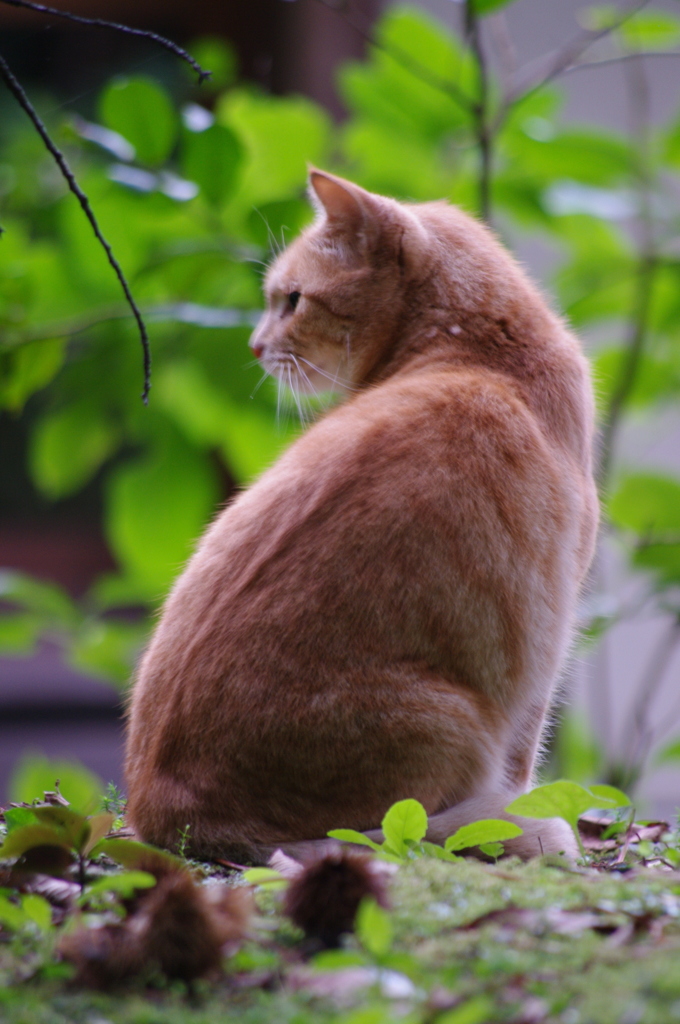 見返り美猫