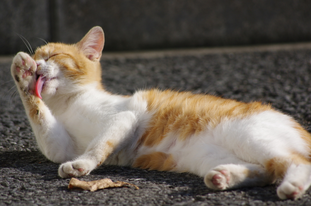 店に来た迷い猫3