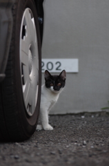 タイヤの陰から街子猫