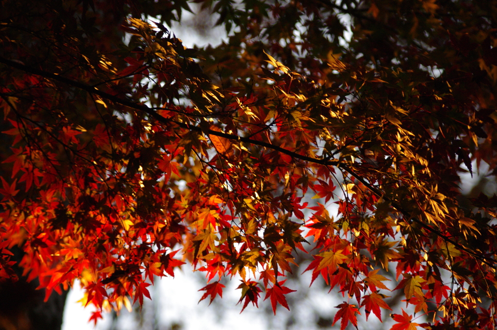 照らされ紅葉
