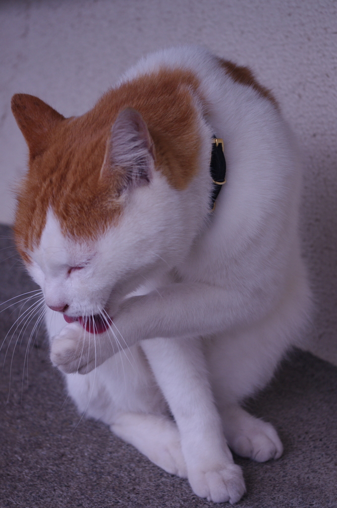 江ノ島の猫