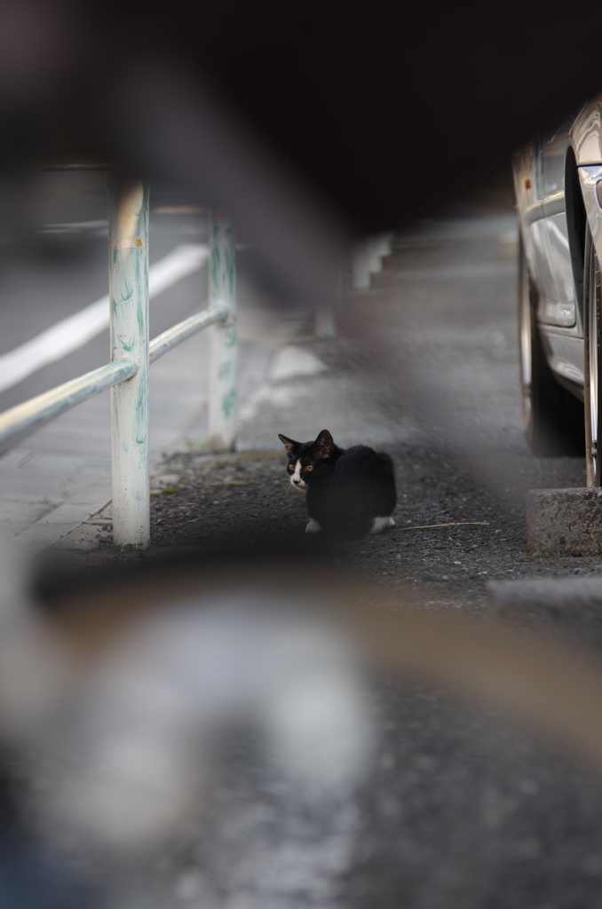 自転車の奥に猫