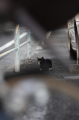 自転車の奥に猫