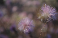 冬を果敢に彩る花々