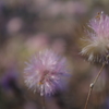 冬を果敢に彩る花々