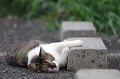セクシーポーズ猫