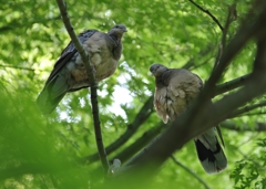 鳩のお昼寝