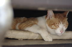 屋根裏のペットな昼寝猫