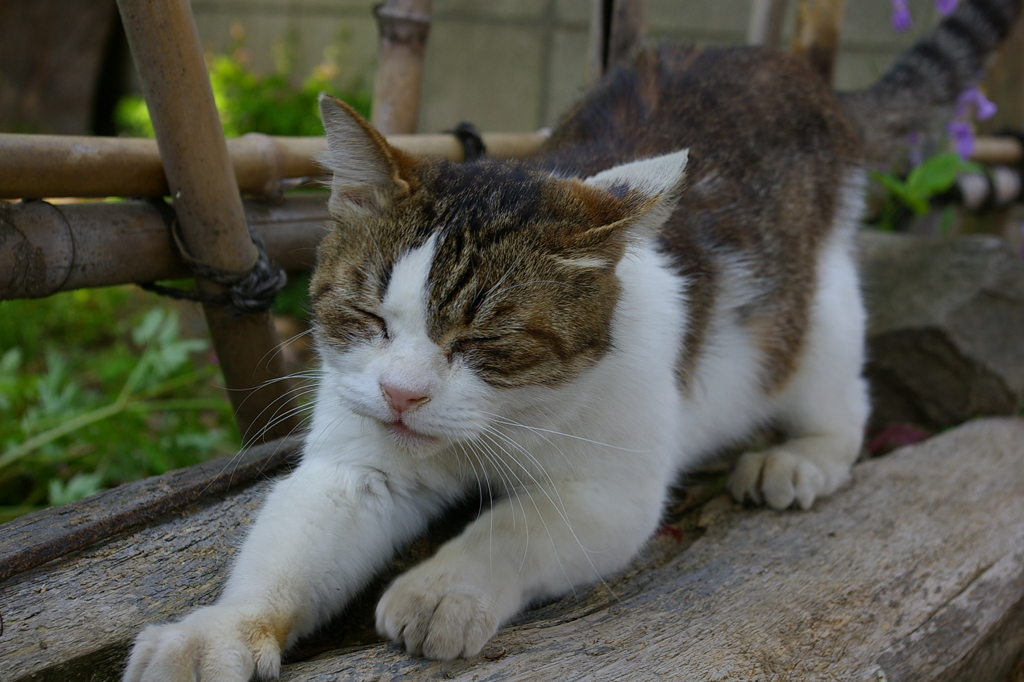 川越で見つけた猫