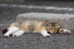 びよーんと寝そべる猫