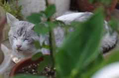 花壇の中に猫
