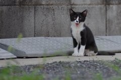 あくび子ねこ
