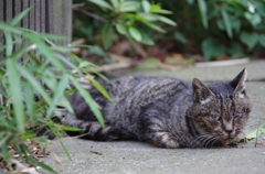 目つきの悪いボス猫